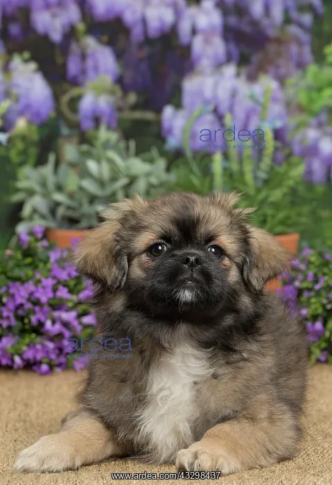 : 80194653 Dog - Tibetan Spaniel puppy Jean-Michel : 80194653 Dog - Tibetan Spaniel puppy Jean-Michel