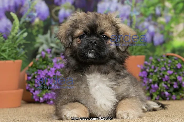 : 80194655 Dog - Tibetan Spaniel puppy Jean-Michel : 80194655 Dog - Tibetan Spaniel puppy Jean-Michel