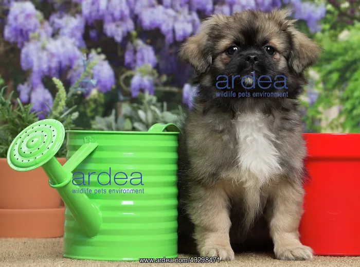: 80194657 Dog - Tibetan Spaniel puppy Jean-Michel : 80194657 Dog - Tibetan Spaniel puppy Jean-Michel
