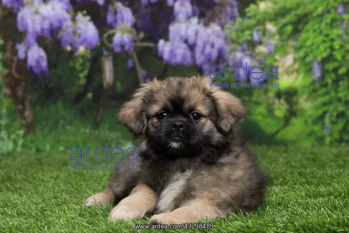 : 80194659 Dog - Tibetan Spaniel puppy Jean-Michel : 80194659 Dog - Tibetan Spaniel puppy Jean-Michel