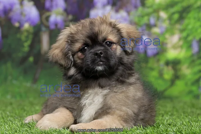 : 80194661 Dog - Tibetan Spaniel puppy Jean-Michel : 80194661 Dog - Tibetan Spaniel puppy Jean-Michel