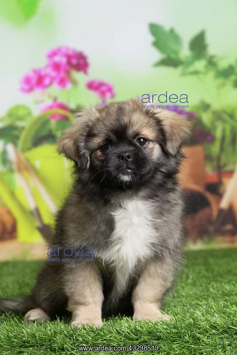 : 80194662 Dog - Tibetan Spaniel puppy Jean-Michel : 80194662 Dog - Tibetan Spaniel puppy Jean-Michel