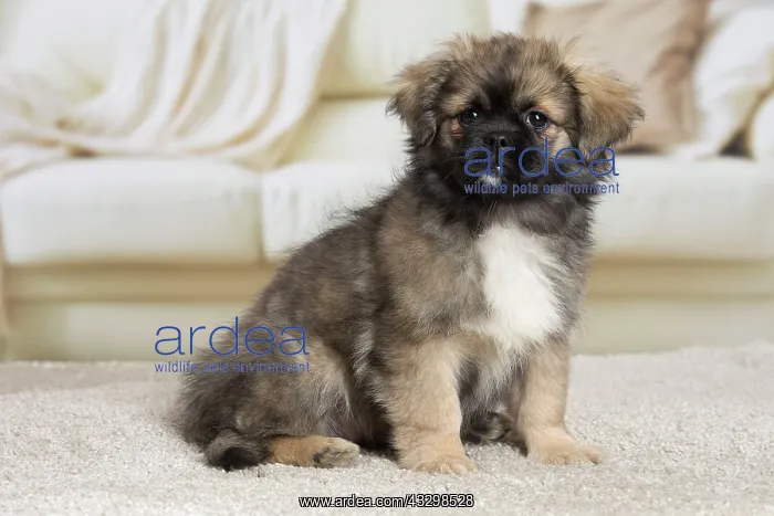 : 80194663 Dog - Tibetan Spaniel puppy Jean-Michel : 80194663 Dog - Tibetan Spaniel puppy Jean-Michel