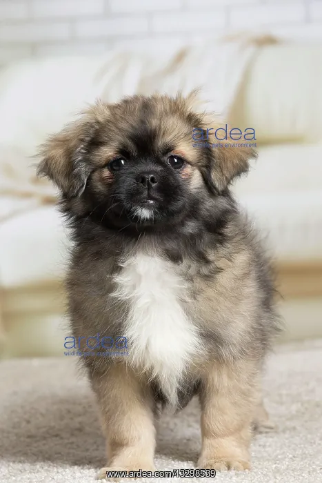 : 80194664 Dog - Tibetan Spaniel puppy Jean-Michel : 80194664 Dog - Tibetan Spaniel puppy Jean-Michel