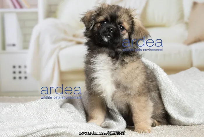 : 80194665 Dog - Tibetan Spaniel puppy Jean-Michel : 80194665 Dog - Tibetan Spaniel puppy Jean-Michel