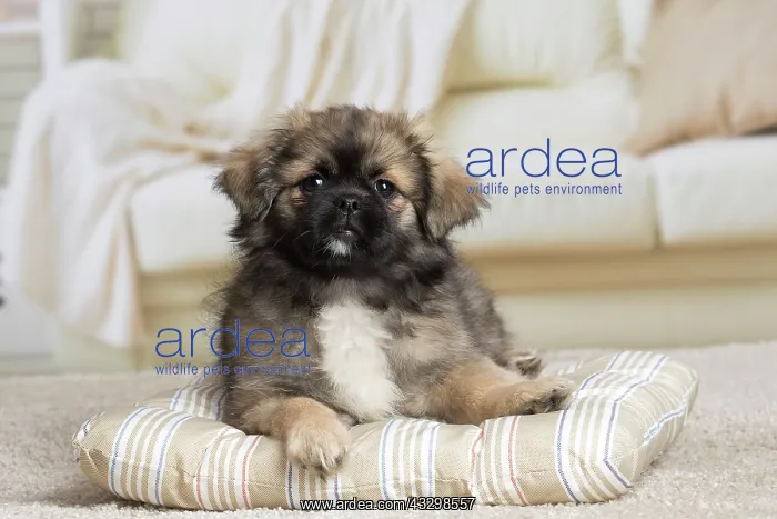 : 80194666 Dog - Tibetan Spaniel puppy Jean-Michel : 80194666 Dog - Tibetan Spaniel puppy Jean-Michel