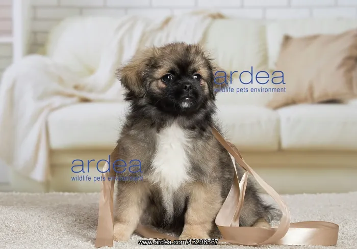 : 80194667 Dog - Tibetan Spaniel puppy Jean-Michel : 80194667 Dog - Tibetan Spaniel puppy Jean-Michel
