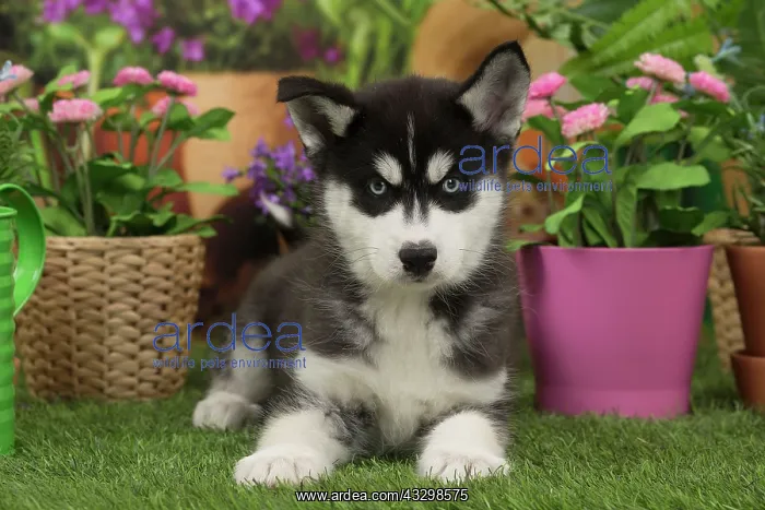 : 80194668 Dog - Husky puppy Jean-Michel Labat All : 80194668 Dog - Husky puppy Jean-Michel Labat All