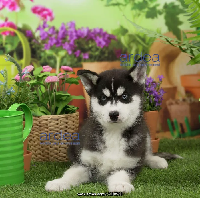 : 80194669 Dog - Husky puppy Jean-Michel Labat All : 80194669 Dog - Husky puppy Jean-Michel Labat All