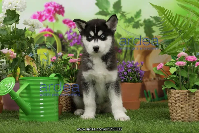 : 80194670 Dog - Husky puppy Jean-Michel Labat All : 80194670 Dog - Husky puppy Jean-Michel Labat All