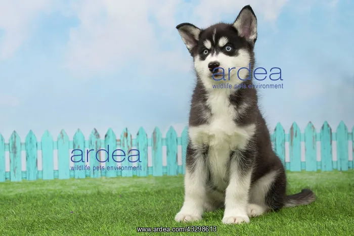 : 80194672 Dog - Husky puppy Jean-Michel Labat All : 80194672 Dog - Husky puppy Jean-Michel Labat All