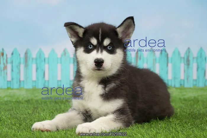 : 80194673 Dog - Husky puppy Jean-Michel Labat All : 80194673 Dog - Husky puppy Jean-Michel Labat All