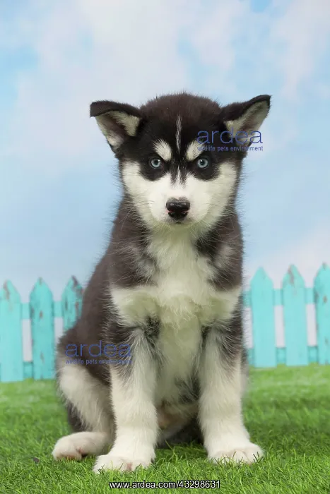 : 80194674 Dog - Husky puppy Jean-Michel Labat All : 80194674 Dog - Husky puppy Jean-Michel Labat All