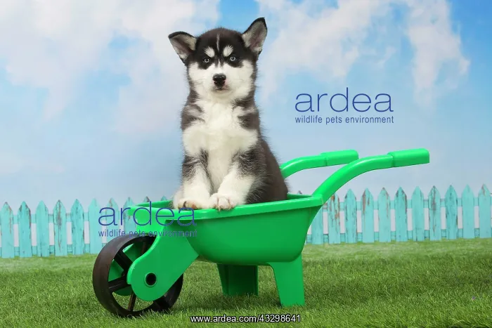 : 80194675 Dog - Husky puppy Jean-Michel Labat All : 80194675 Dog - Husky puppy Jean-Michel Labat All