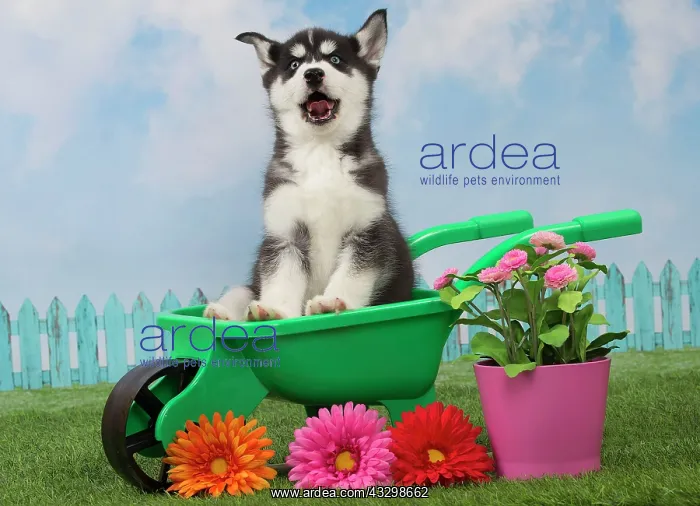 : 80194677 Dog - Husky puppy Jean-Michel Labat All : 80194677 Dog - Husky puppy Jean-Michel Labat All