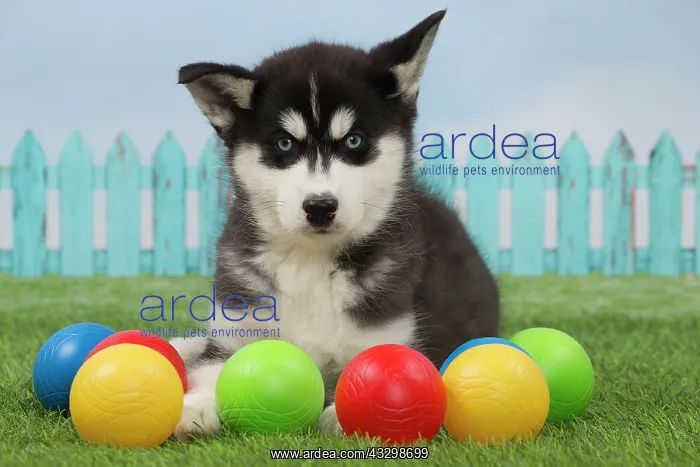 : 80194681 Dog - Husky puppy Jean-Michel Labat All : 80194681 Dog - Husky puppy Jean-Michel Labat All