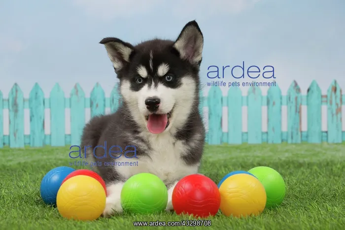 : 80194682 Dog - Husky puppy Jean-Michel Labat All : 80194682 Dog - Husky puppy Jean-Michel Labat All