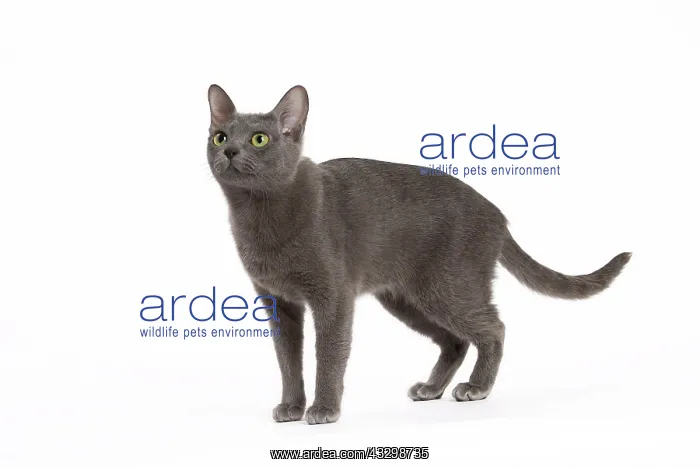  : 80194685 Cat - Korat Jean-Michel Labat All images