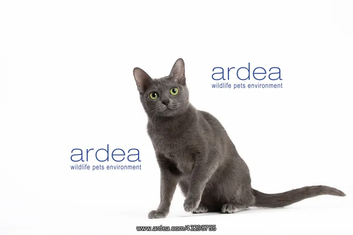 : 80194687 Cat - Korat Jean-Michel Labat All images : 80194687 Cat - Korat Jean-Michel Labat All images