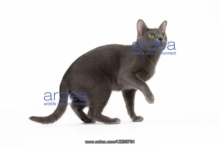 : 80194688 Cat - Korat Jean-Michel Labat All images : 80194688 Cat - Korat Jean-Michel Labat All images