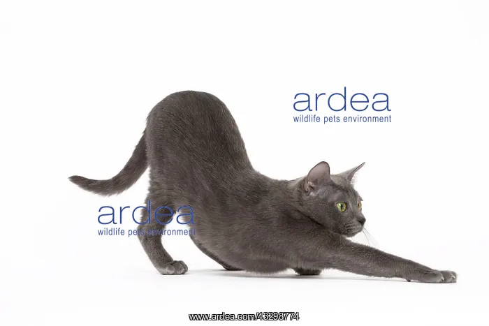 : 80194689 Cat - Korat Jean-Michel Labat All images : 80194689 Cat - Korat Jean-Michel Labat All images