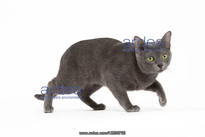 : 80194690 Cat - Korat Jean-Michel Labat All images : 80194690 Cat - Korat Jean-Michel Labat All images