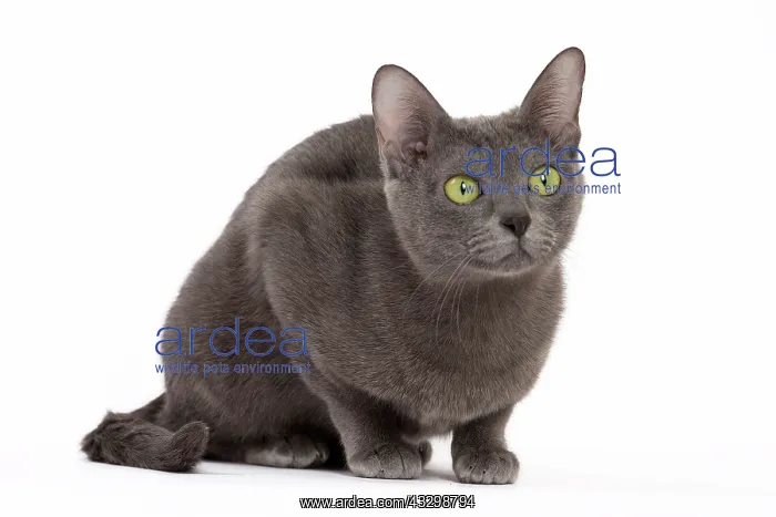 : 80194691 Cat - Korat Jean-Michel Labat All images : 80194691 Cat - Korat Jean-Michel Labat All images