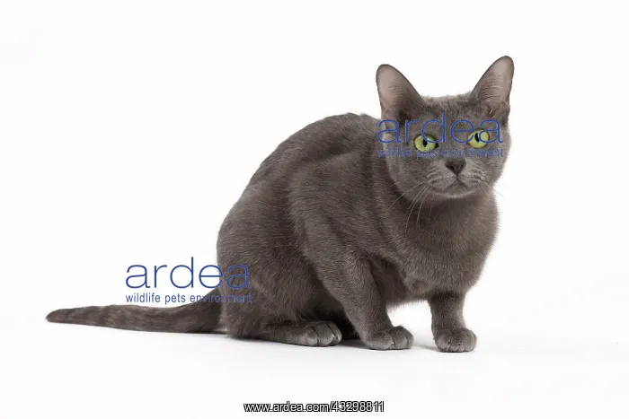 : 80194693 Cat - Korat Jean-Michel Labat All images : 80194693 Cat - Korat Jean-Michel Labat All images