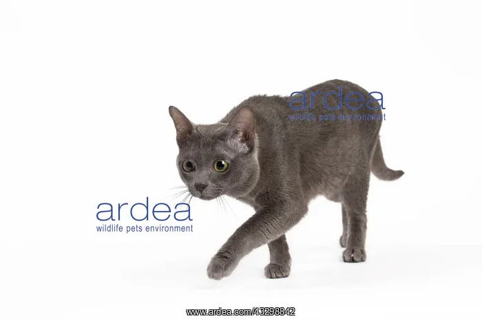 : 80194697 Cat - Korat Jean-Michel Labat All images : 80194697 Cat - Korat Jean-Michel Labat All images