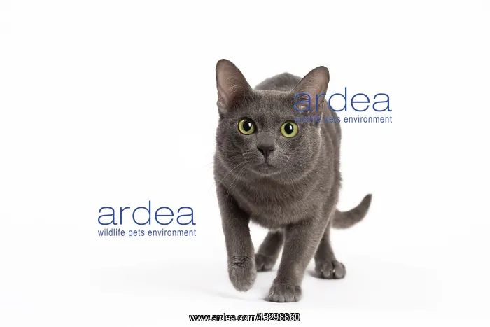 : 80194699 Cat - Korat Jean-Michel Labat All images : 80194699 Cat - Korat Jean-Michel Labat All images