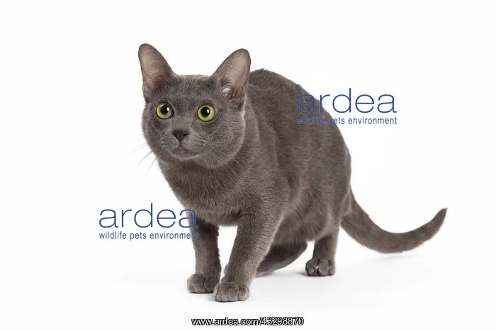 : 80194700 Cat - Korat Jean-Michel Labat All images : 80194700 Cat - Korat Jean-Michel Labat All images