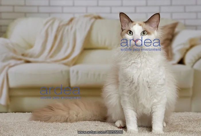 : 80194701 Cat - LaPerm Jean-Michel Labat All images : 80194701 Cat - LaPerm Jean-Michel Labat All images