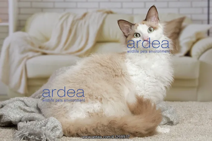 : 80194707 Cat - LaPerm Jean-Michel Labat All images : 80194707 Cat - LaPerm Jean-Michel Labat All images