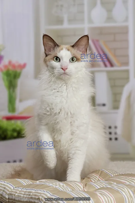 : 80194709 Cat - LaPerm Jean-Michel Labat All images : 80194709 Cat - LaPerm Jean-Michel Labat All images