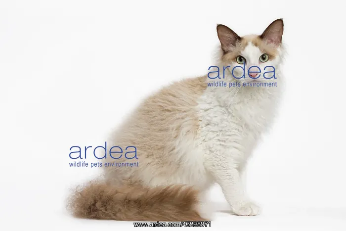 : 80194711 Cat - LaPerm Jean-Michel Labat All images : 80194711 Cat - LaPerm Jean-Michel Labat All images