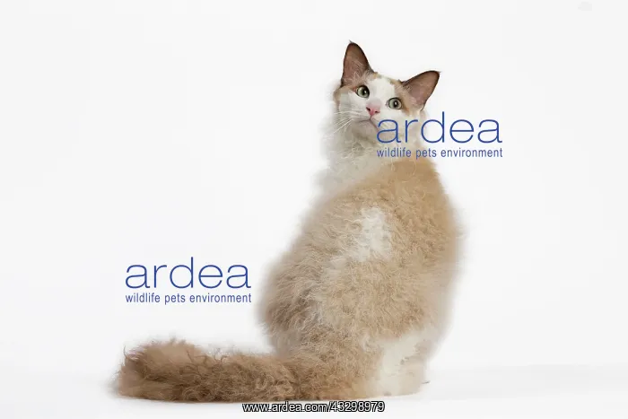  : 80194712 Cat - LaPerm Jean-Michel Labat All images