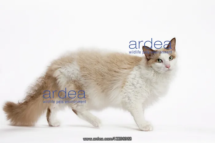 : 80194713 Cat - LaPerm Jean-Michel Labat All images : 80194713 Cat - LaPerm Jean-Michel Labat All images