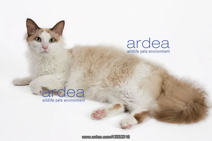 : 80194715 Cat - LaPerm Jean-Michel Labat All images : 80194715 Cat - LaPerm Jean-Michel Labat All images