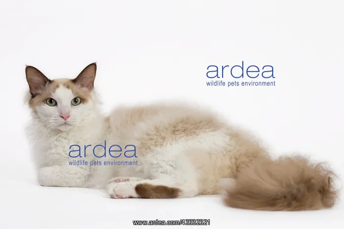 : 80194716 Cat - LaPerm Jean-Michel Labat All images : 80194716 Cat - LaPerm Jean-Michel Labat All images