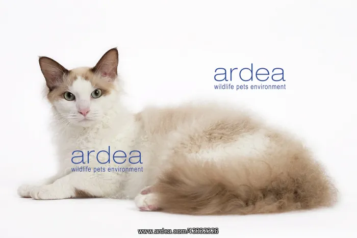 : 80194717 Cat - LaPerm Jean-Michel Labat All images : 80194717 Cat - LaPerm Jean-Michel Labat All images