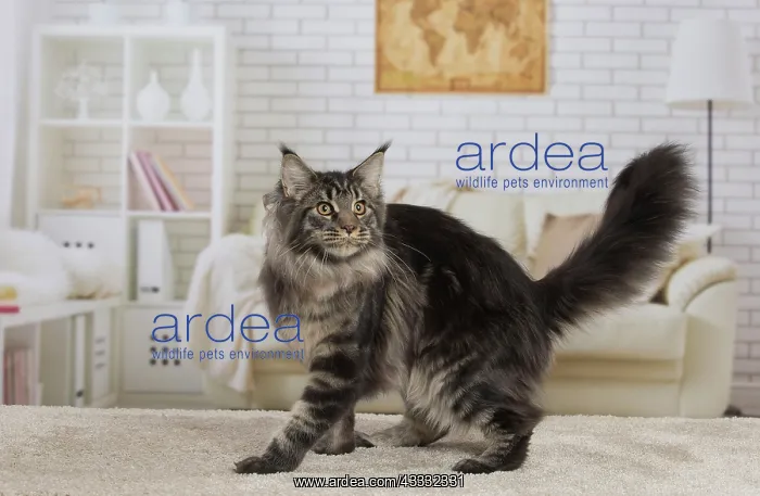: 80194718 Cat - Maine Coon Jean-Michel Labat All : 80194718 Cat - Maine Coon Jean-Michel Labat All