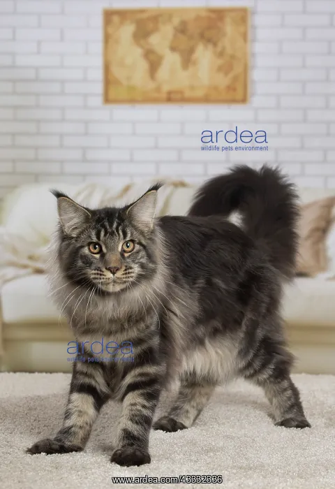 : 80194719 Cat - Maine Coon Jean-Michel Labat All : 80194719 Cat - Maine Coon Jean-Michel Labat All