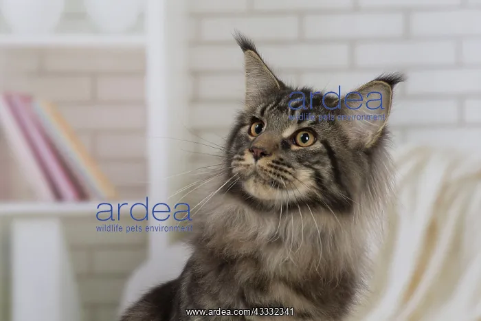 : 80194720 Cat - Maine Coon Jean-Michel Labat All : 80194720 Cat - Maine Coon Jean-Michel Labat All