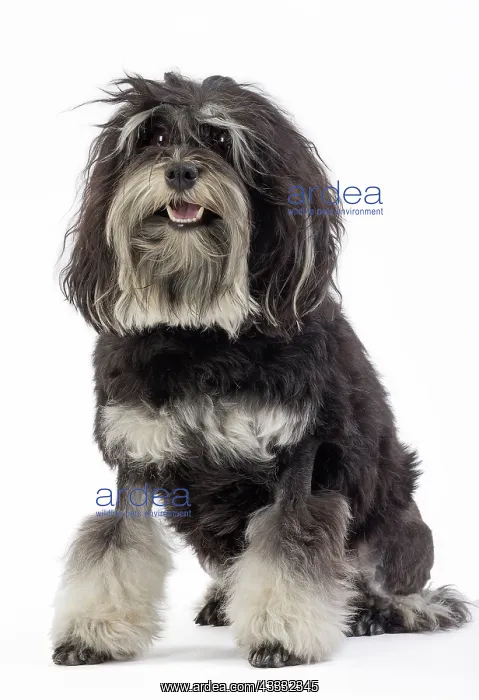: 80194721 Dog - Lowchen / Little Lion Dog Jean-Michel : 80194721 Dog - Lowchen / Little Lion Dog Jean-Michel