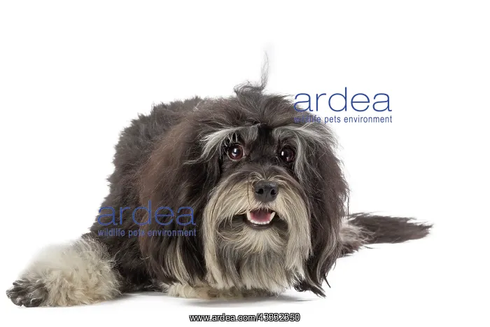 : 80194722 Dog - Lowchen / Little Lion Dog Jean-Michel : 80194722 Dog - Lowchen / Little Lion Dog Jean-Michel