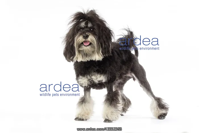 : 80194724 Dog - Lowchen / Little Lion Dog Jean-Michel : 80194724 Dog - Lowchen / Little Lion Dog Jean-Michel