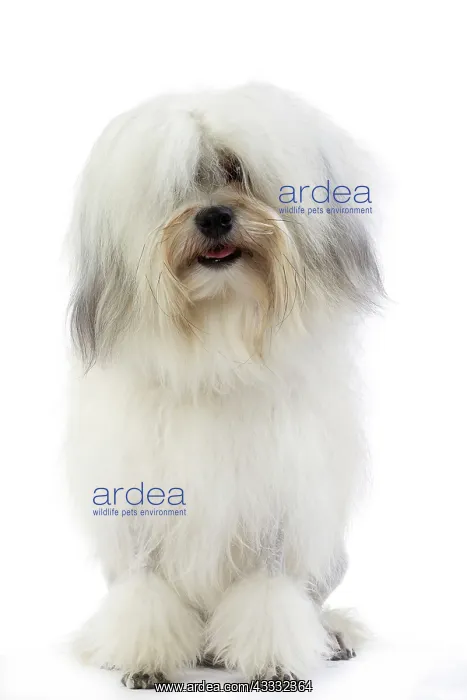 : 80194725 Dog - Lowchen / Little Lion Dog Jean-Michel : 80194725 Dog - Lowchen / Little Lion Dog Jean-Michel