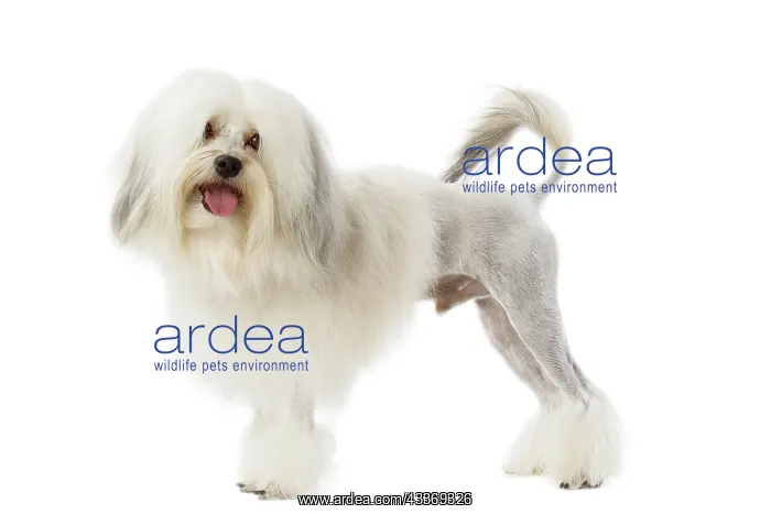  : 80194726 Dog - Lowchen  /  Little Lion Dog Jean-Michel