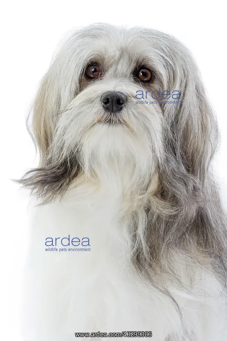 : 80194728 Dog - Lowchen / Little Lion Dog Jean-Michel : 80194728 Dog - Lowchen / Little Lion Dog Jean-Michel