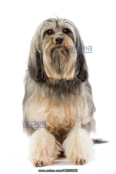 : 80194730 Dog - Lowchen / Little Lion Dog Jean-Michel : 80194730 Dog - Lowchen / Little Lion Dog Jean-Michel